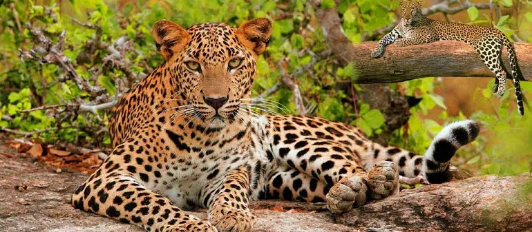 Is Jhalana Leopard Safari safe