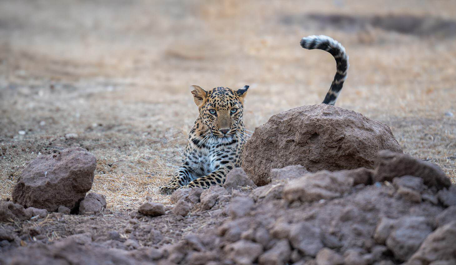 Leopard sighting chances at Jhalana