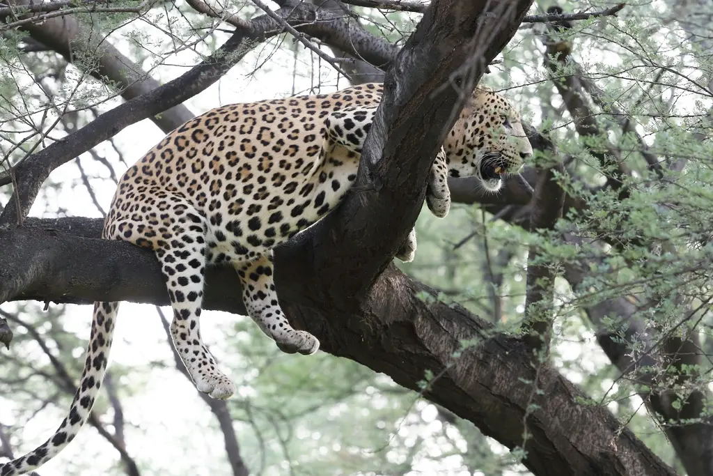 Wildlife at Jhalana